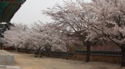 활짝핀 은해사 벚꽃